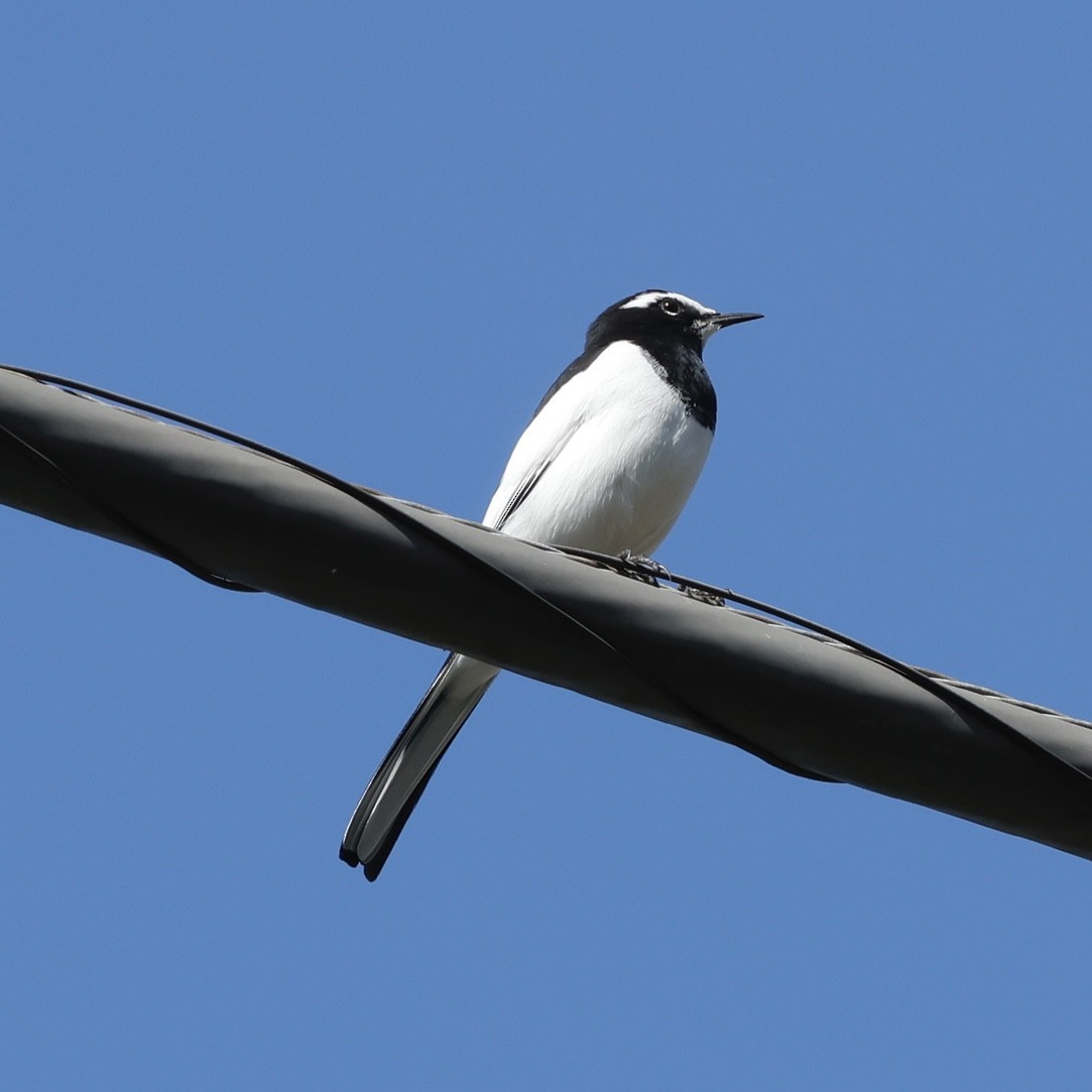 日本鶺鴒 - ML644379951