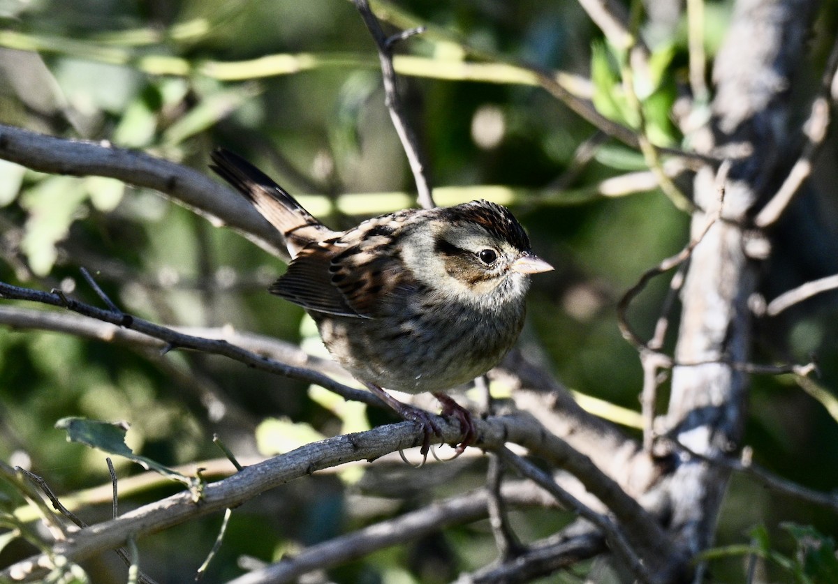 Swamp Sparrow - ML644379964