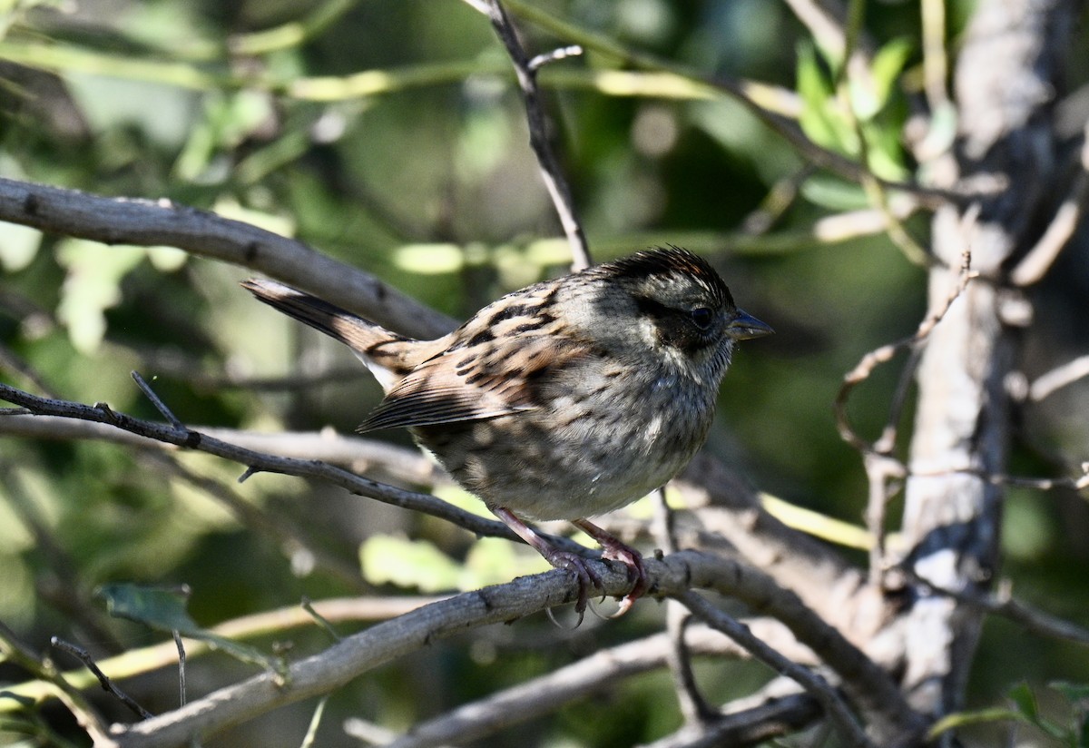 Swamp Sparrow - ML644379965
