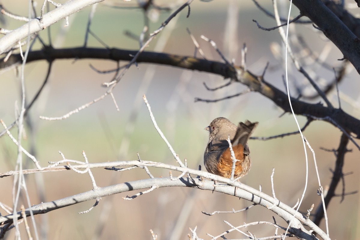 Abert's Towhee - ML644379969