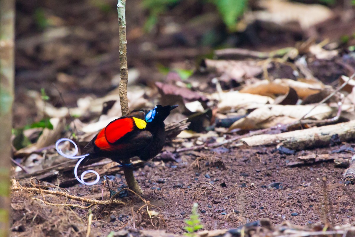 Wilson's Bird-of-Paradise - ML644379980