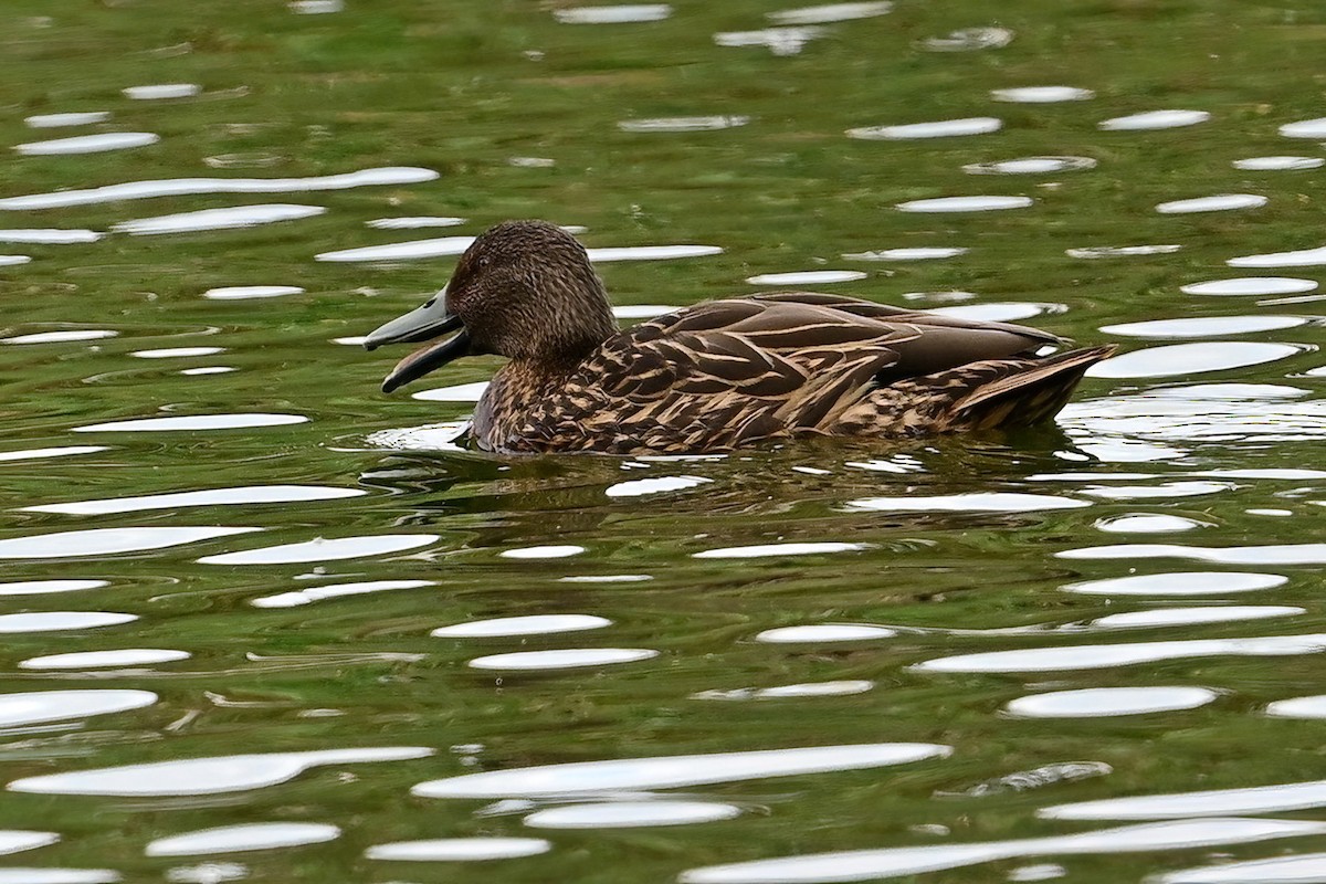 kachna madagaskarská - ML644379985