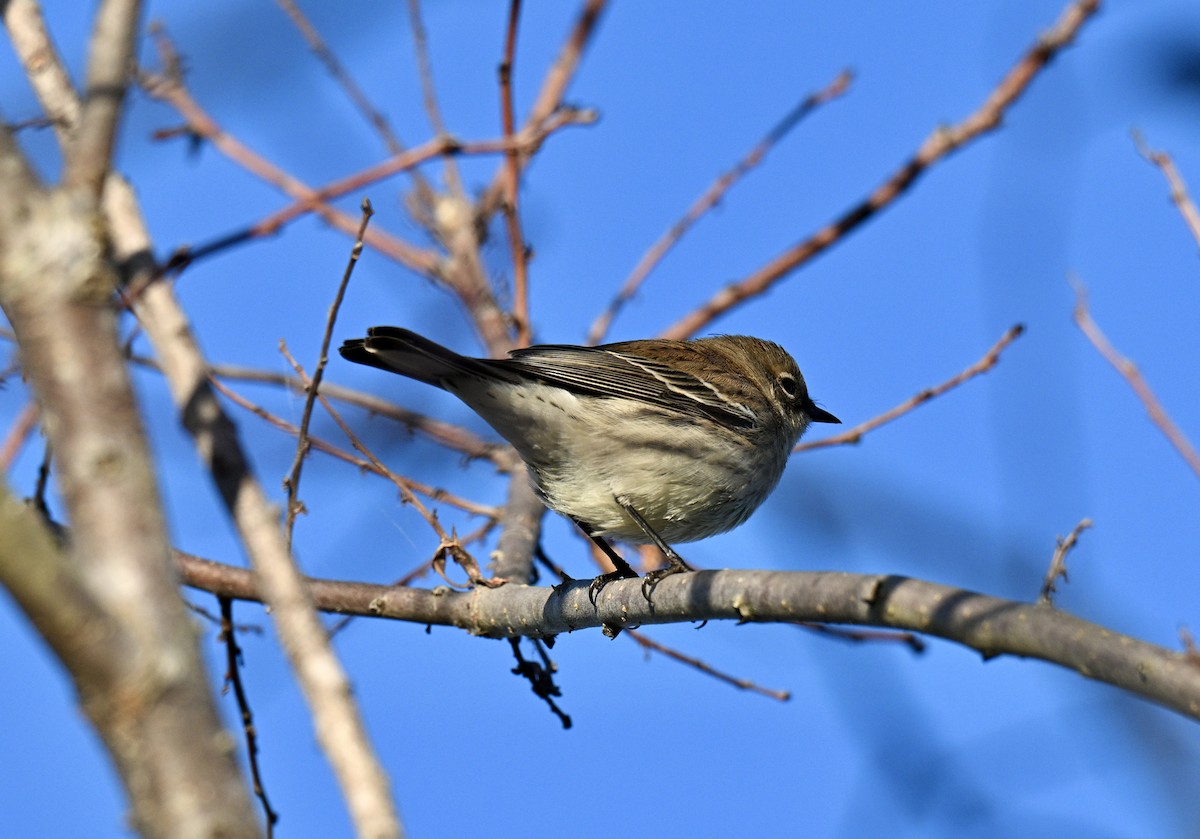 Yellow-rumped Warbler - ML644379987