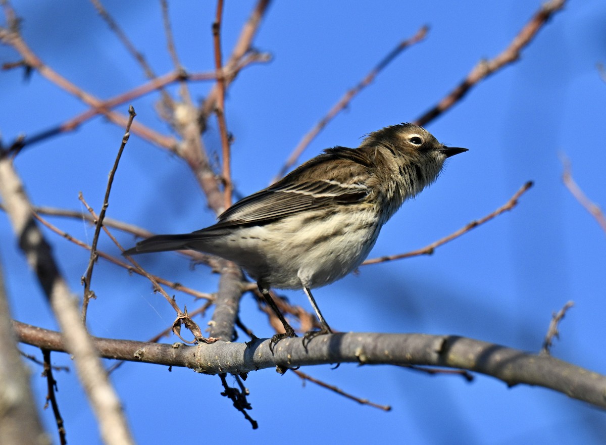 Yellow-rumped Warbler - ML644379988
