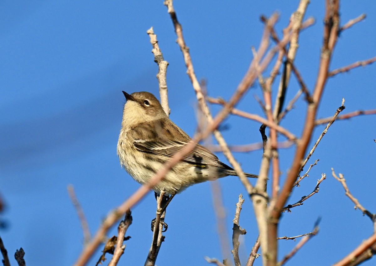 Yellow-rumped Warbler - ML644379989