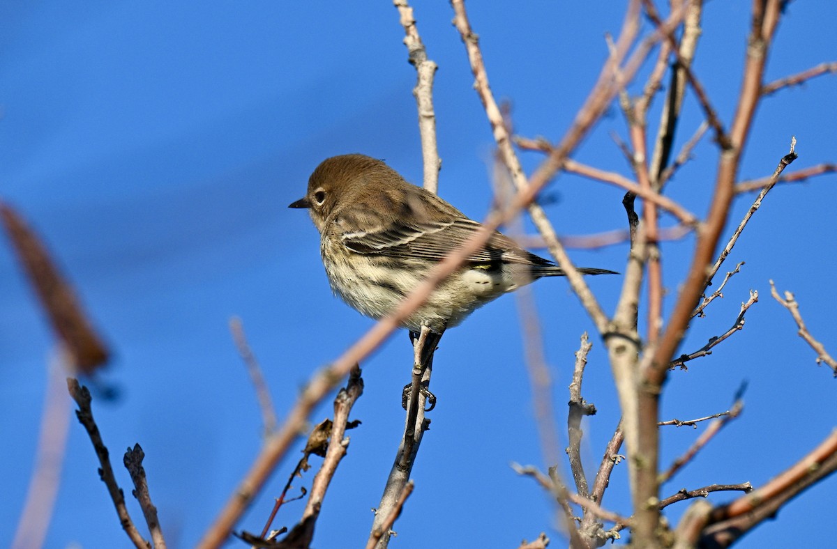 Yellow-rumped Warbler - ML644379990