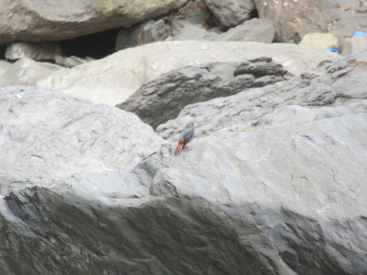 Kurşuni Kızılkuyruk - ML644379991