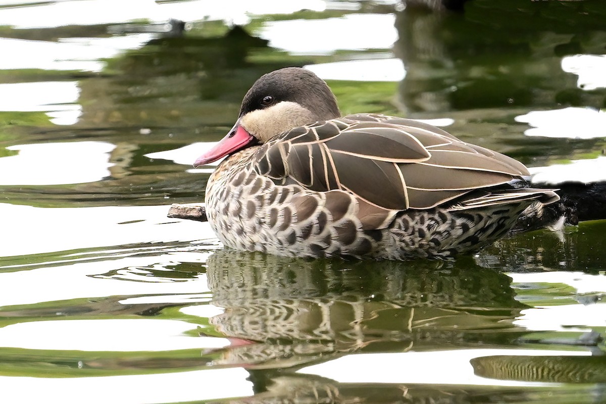 Red-billed Duck - ML644380014