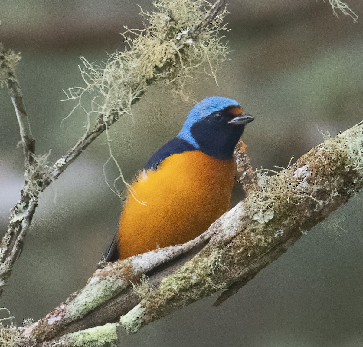 ルリゴシサンショクフウキンチョウ - ML644380019