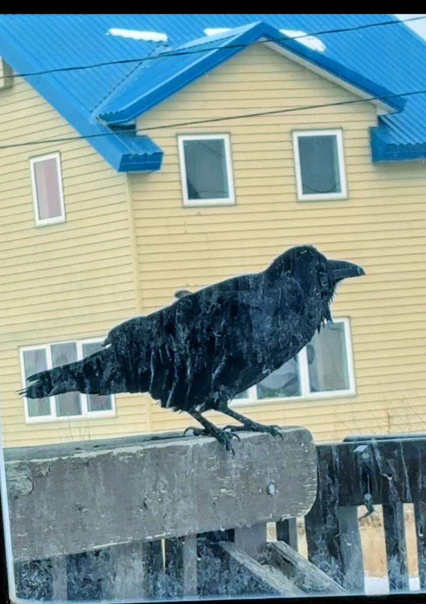 Common Raven - ML644380020