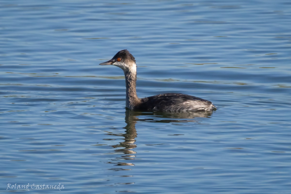 Халтар шунгуур - ML644380021