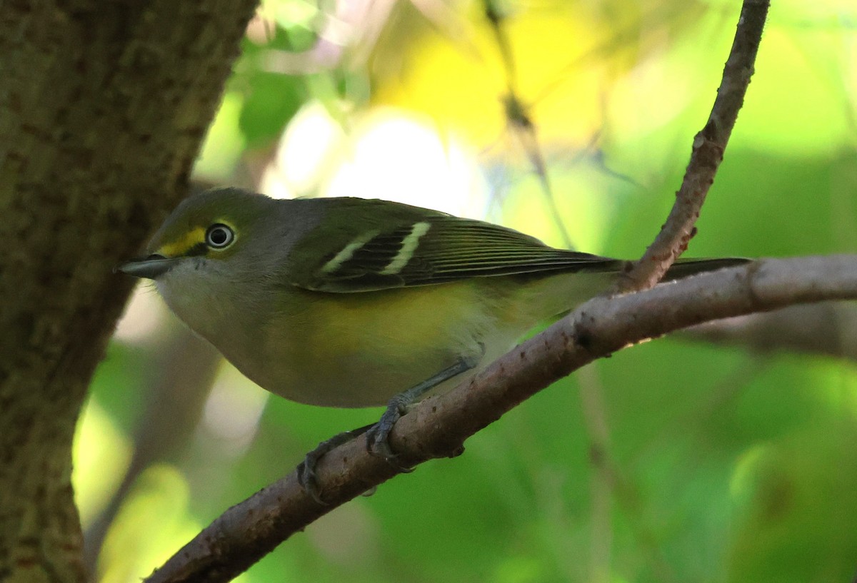 Белоглазый виреон - ML644380023