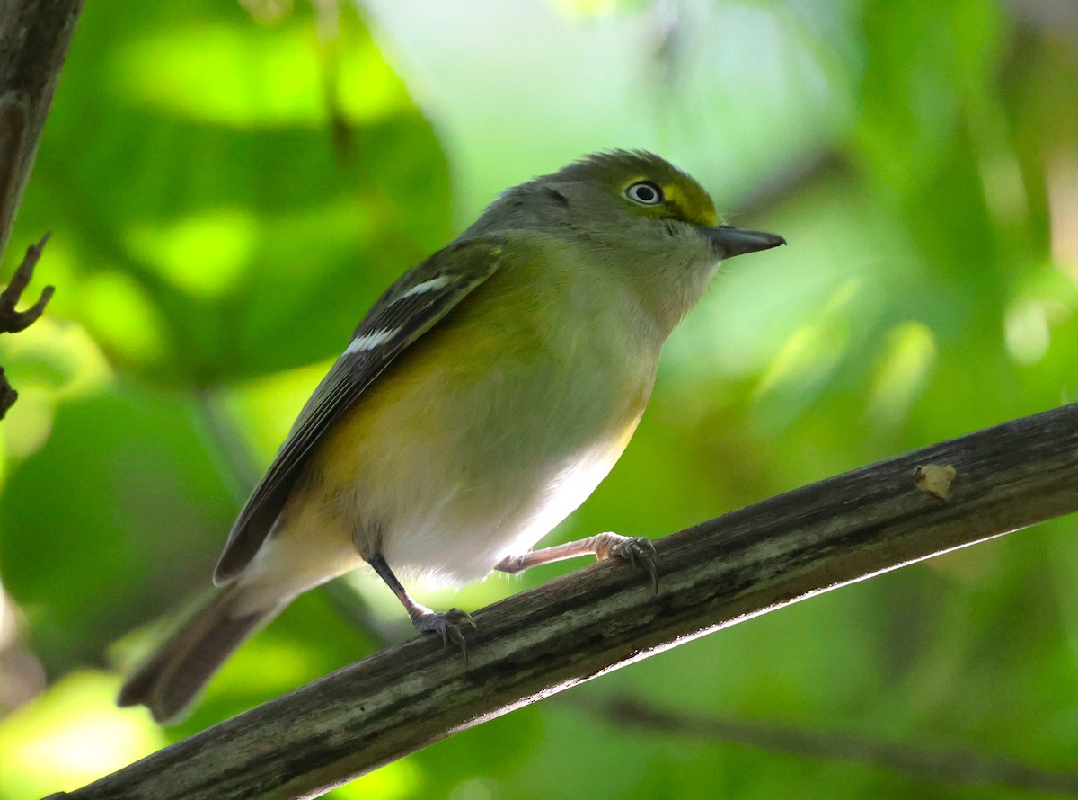 Белоглазый виреон - ML644380024