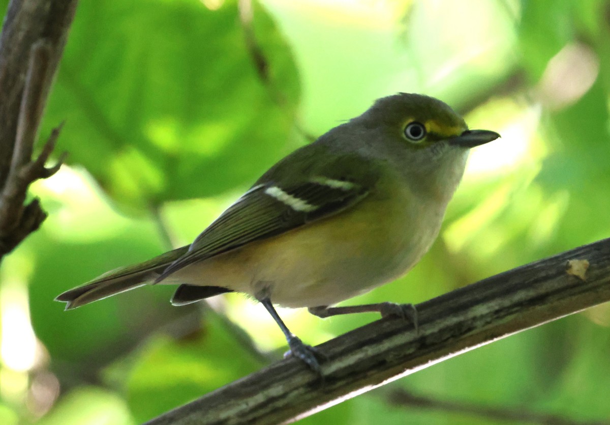 Белоглазый виреон - ML644380025