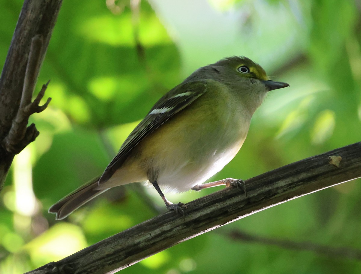 Белоглазый виреон - ML644380026