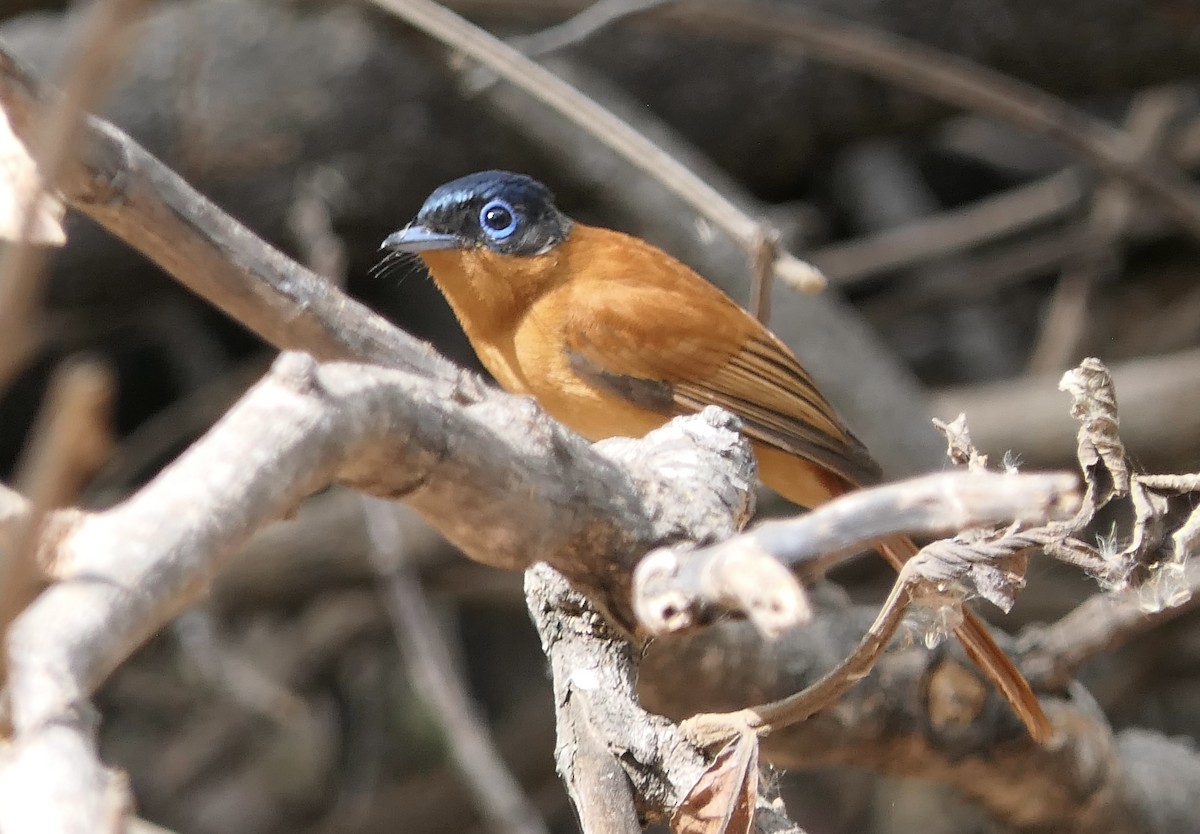 Malagasy Paradise-Flycatcher (Malagasy) - ML644380029
