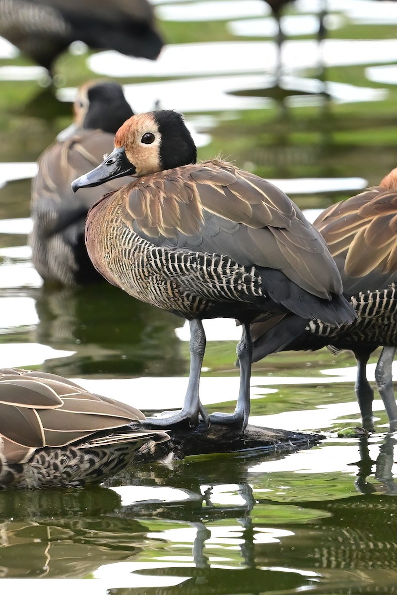 husička vdovka - ML644380032