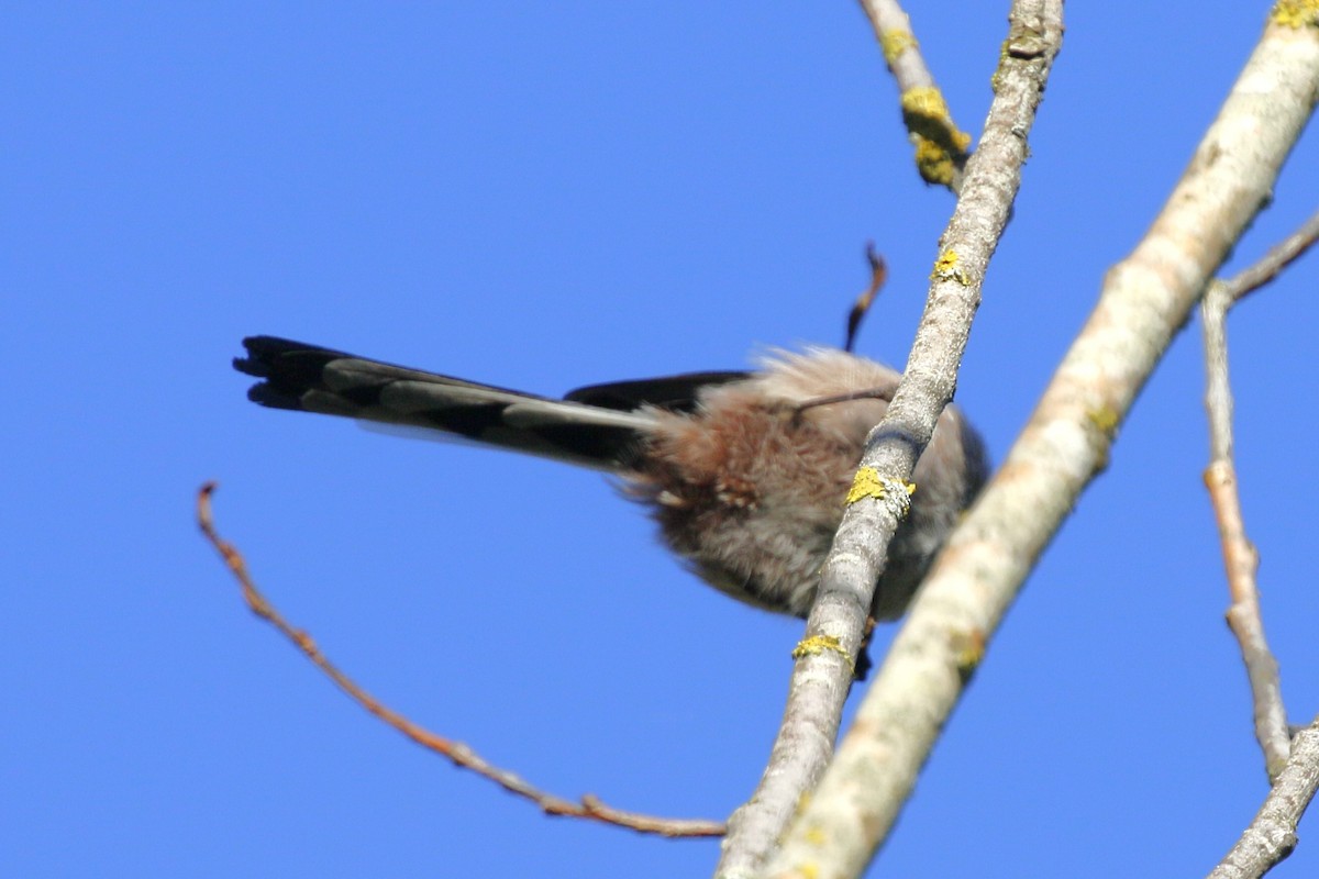 stjertmeis - ML644380035