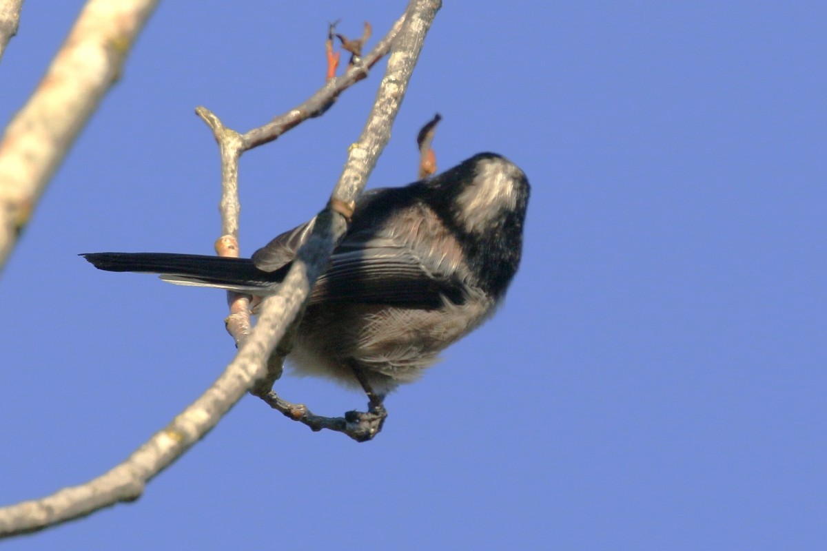 stjertmeis - ML644380036