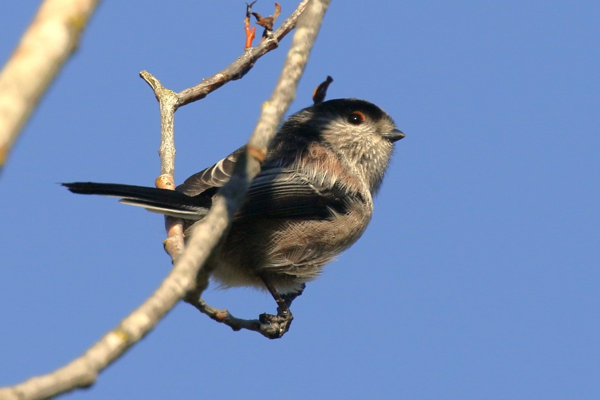 stjertmeis - ML644380037