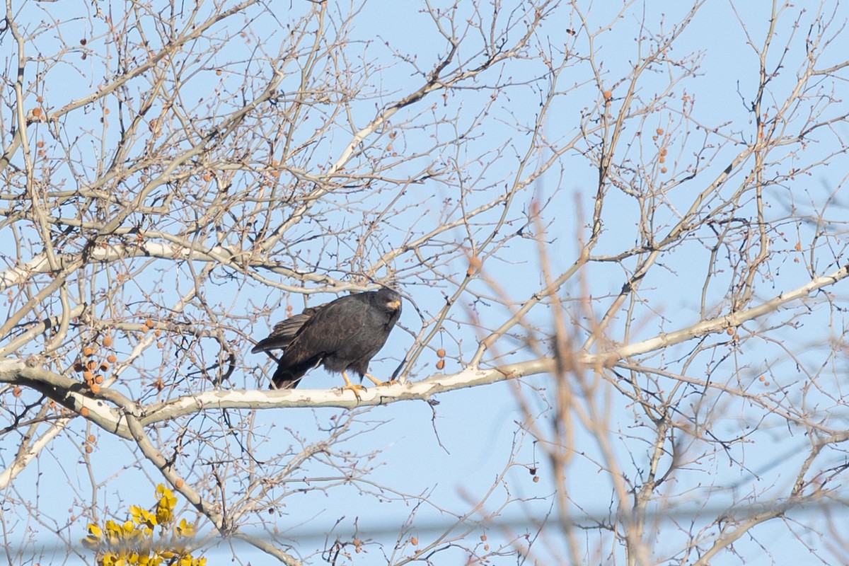 Common Black Hawk - ML644380044