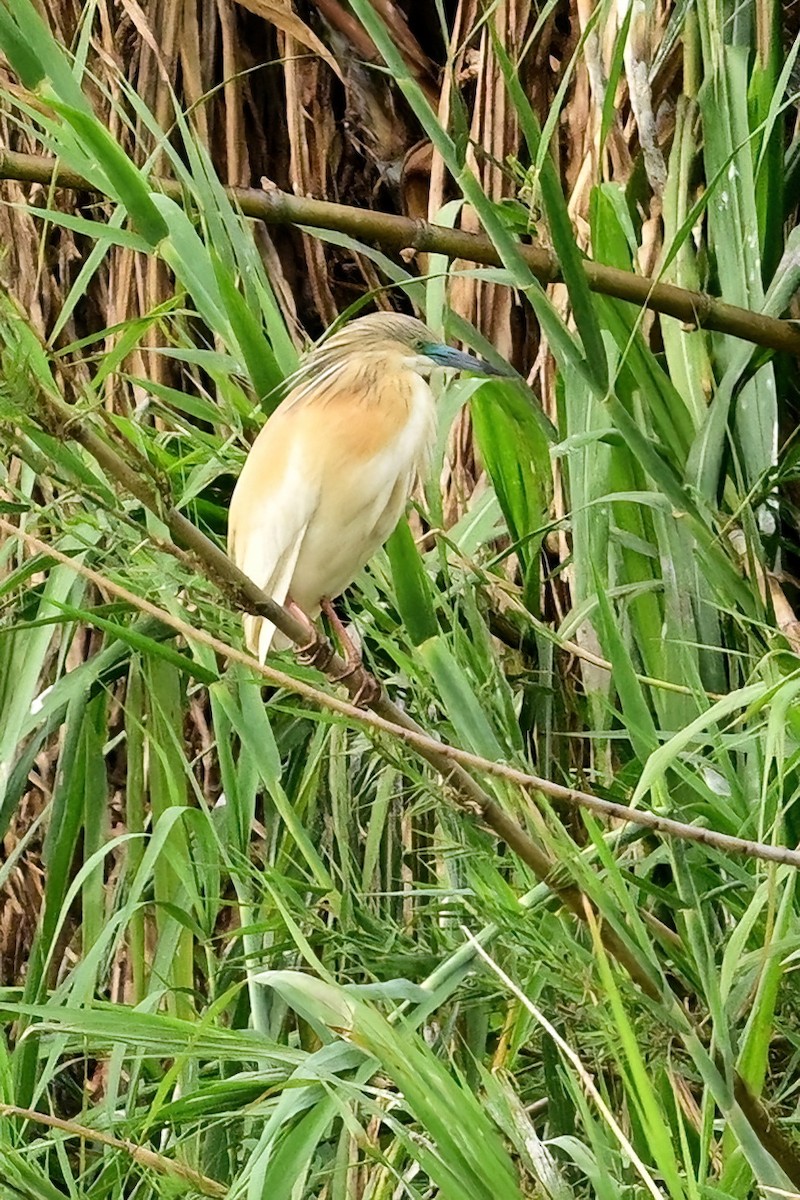 volavka vlasatá - ML644380049