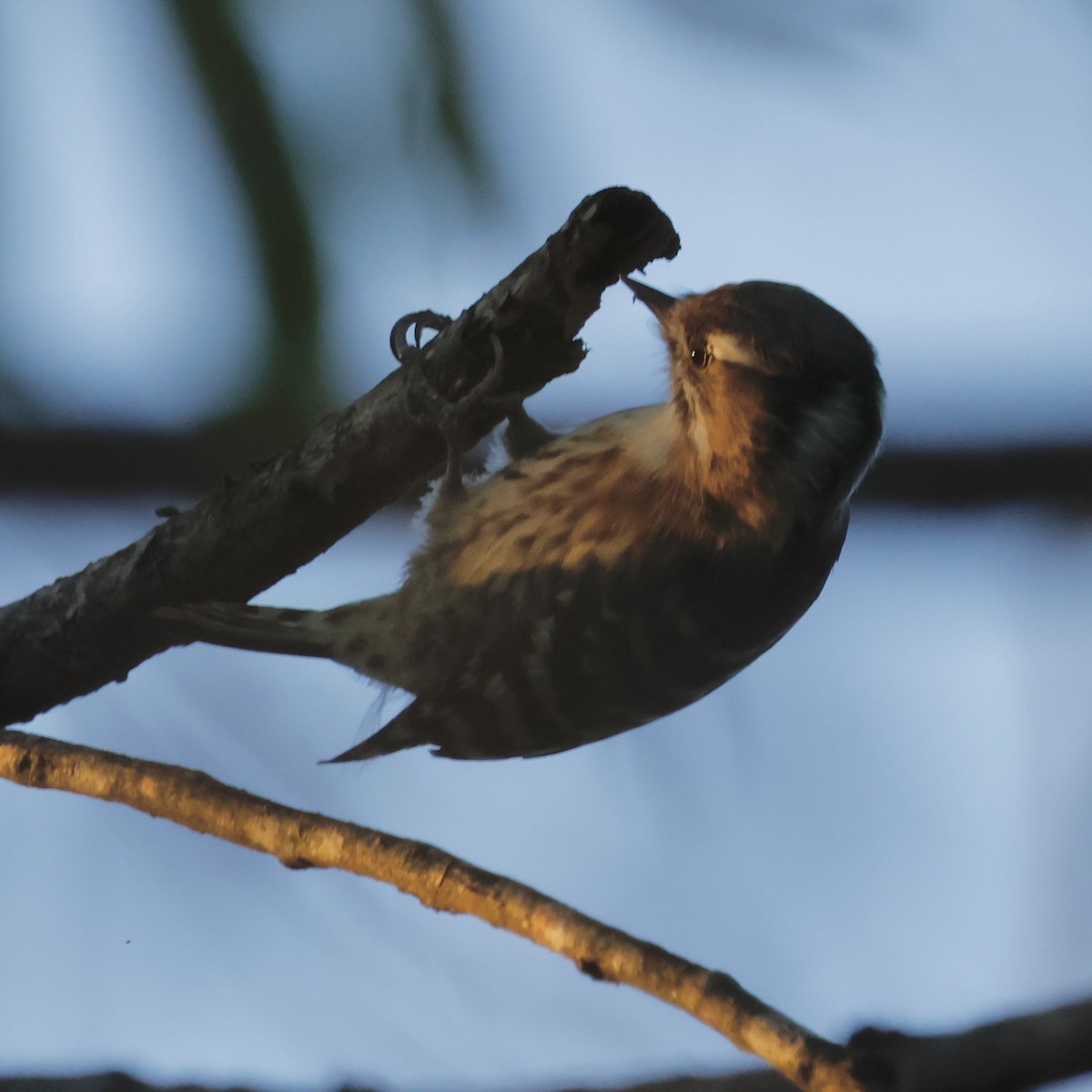 Japanese Pygmy Woodpecker - ML644380062