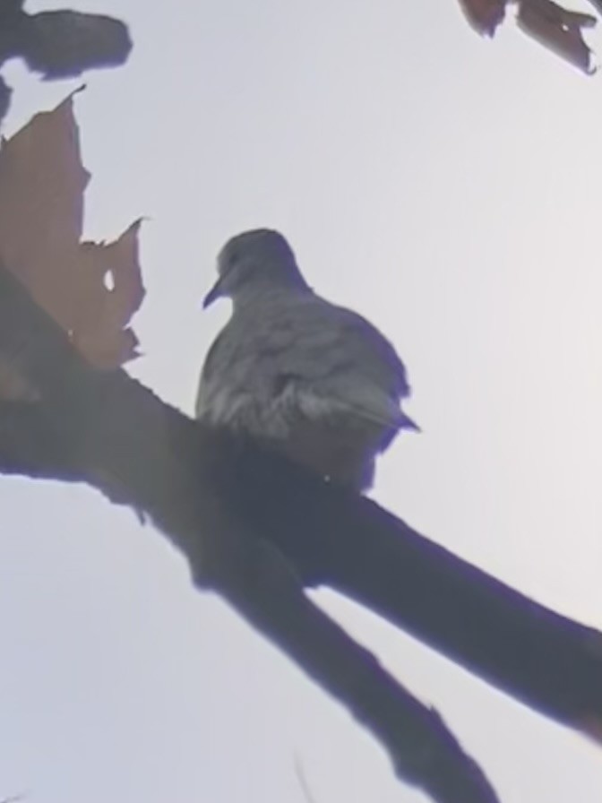 Inca Dove - ML644380063