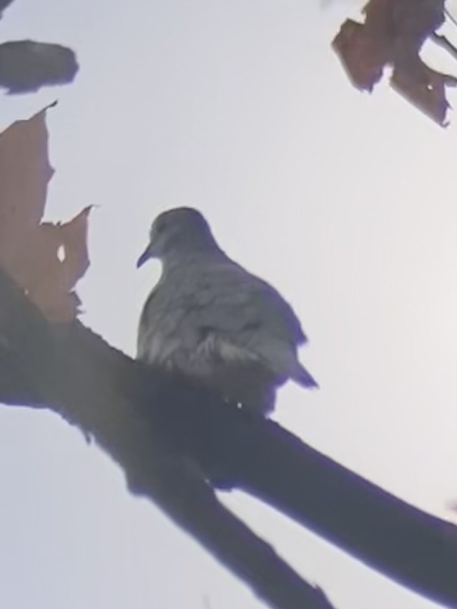 Inca Dove - ML644380064