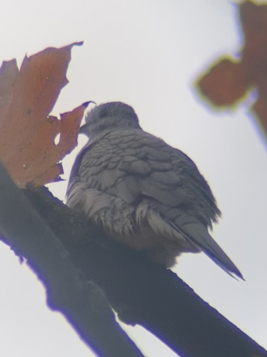 Inca Dove - ML644380065