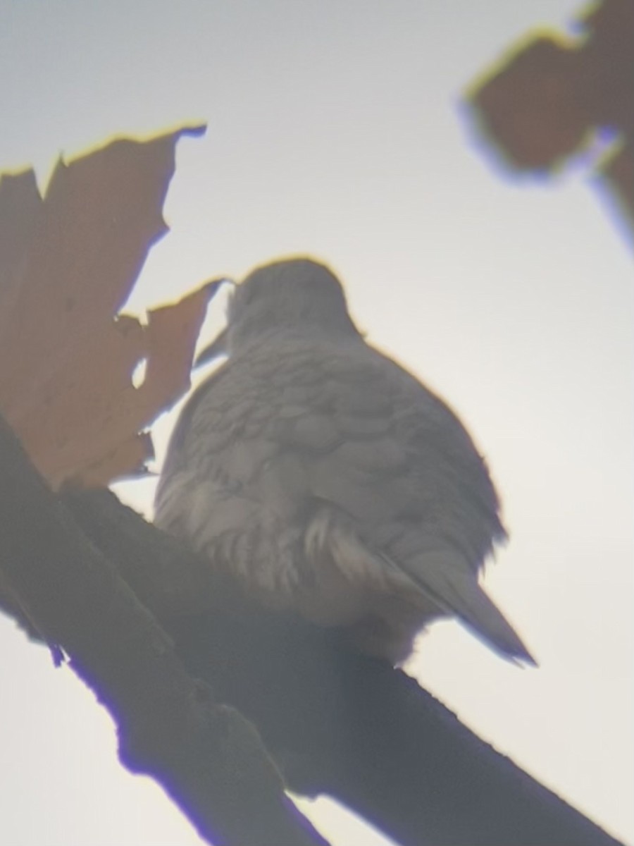 Inca Dove - ML644380066