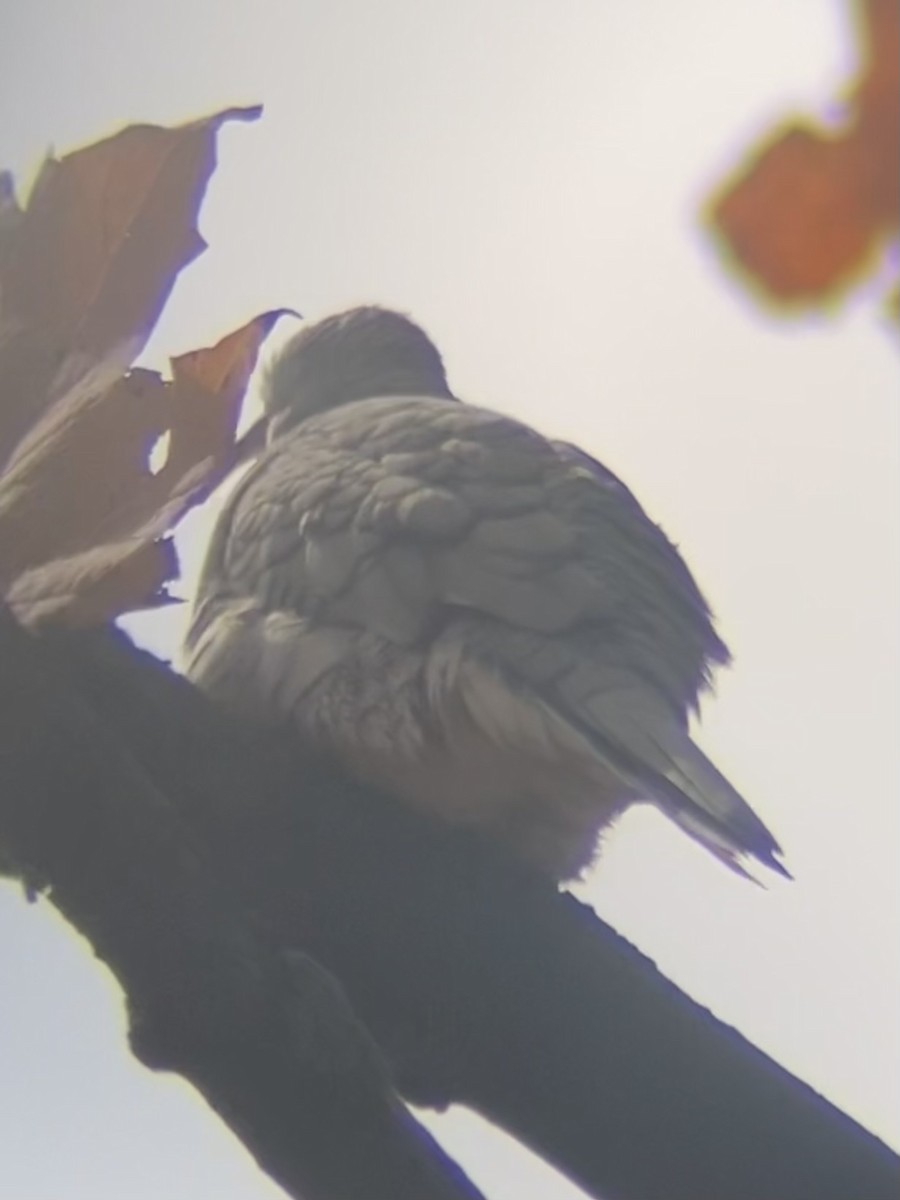 Inca Dove - ML644380067