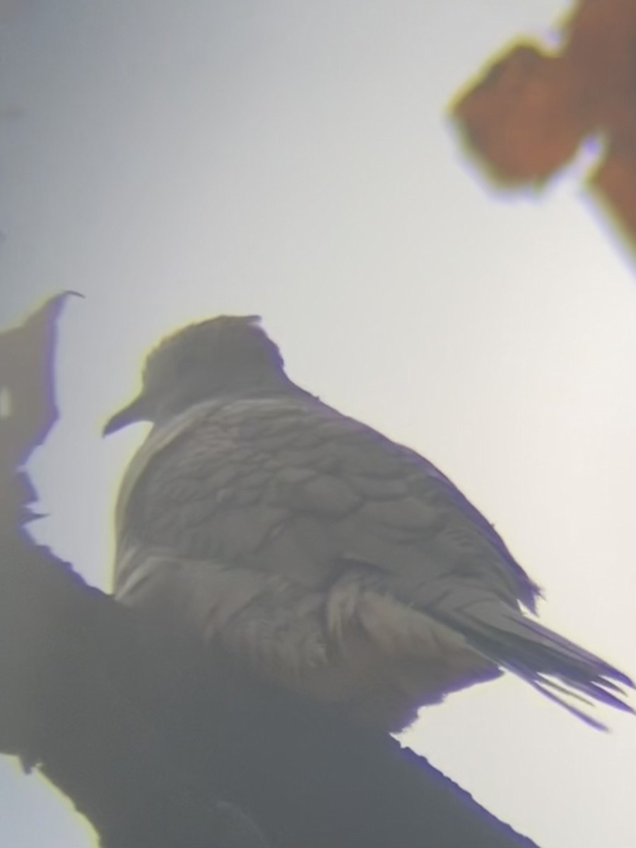 Inca Dove - ML644380068