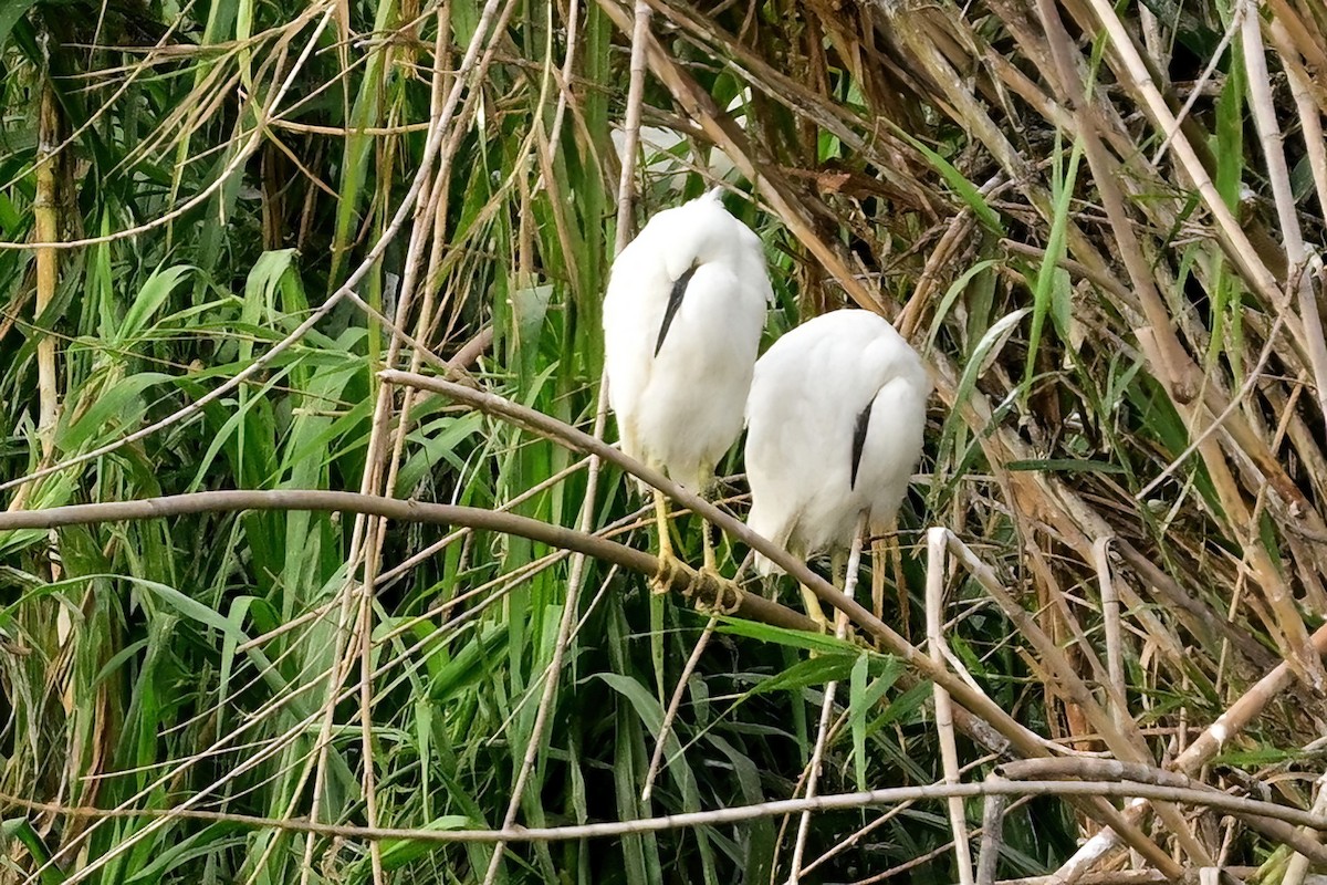 volavka stříbřitá - ML644380069