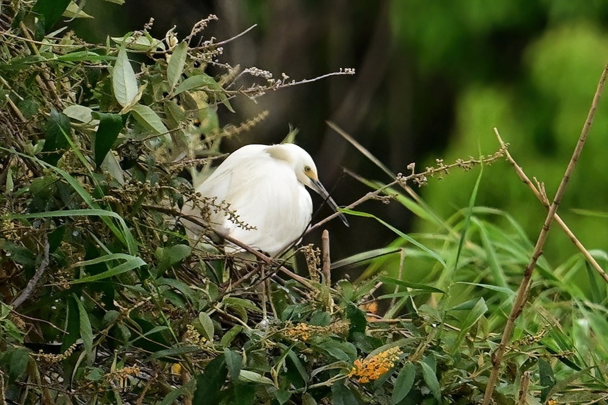 volavka stříbřitá - ML644380070