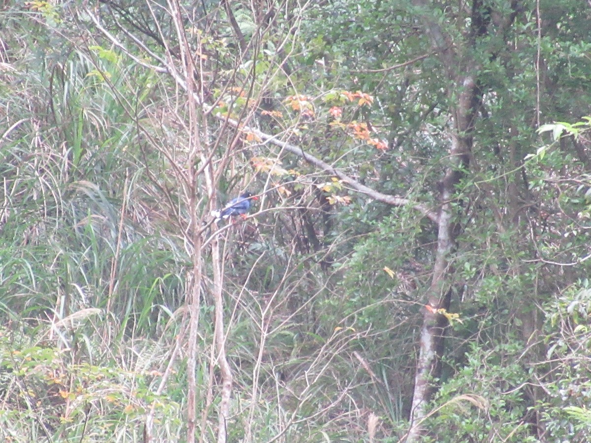 Taiwan Blue-Magpie - ML644380071