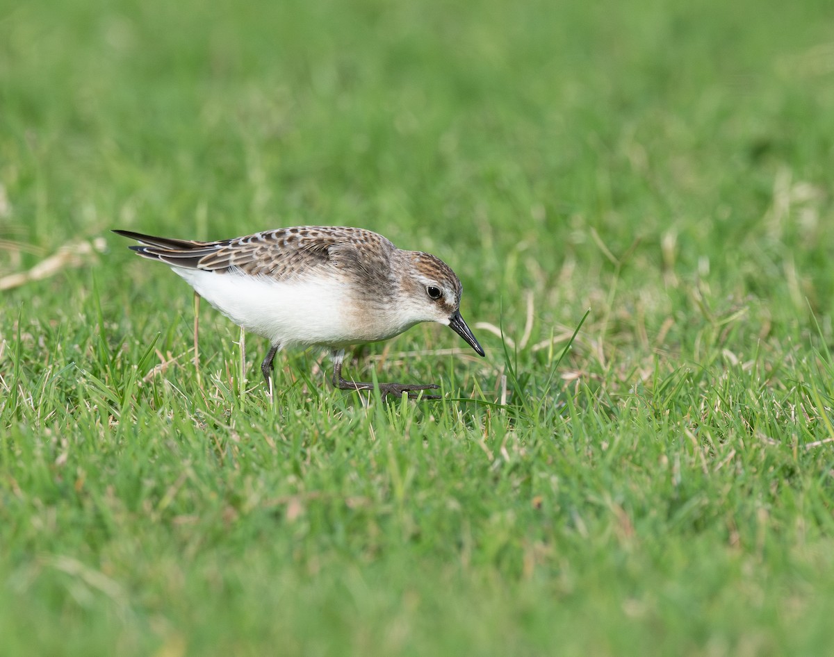 jespák srostloprstý - ML644380099