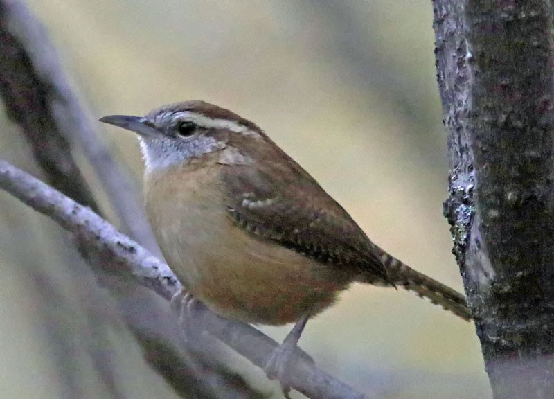 Carolina Wren - ML644380104