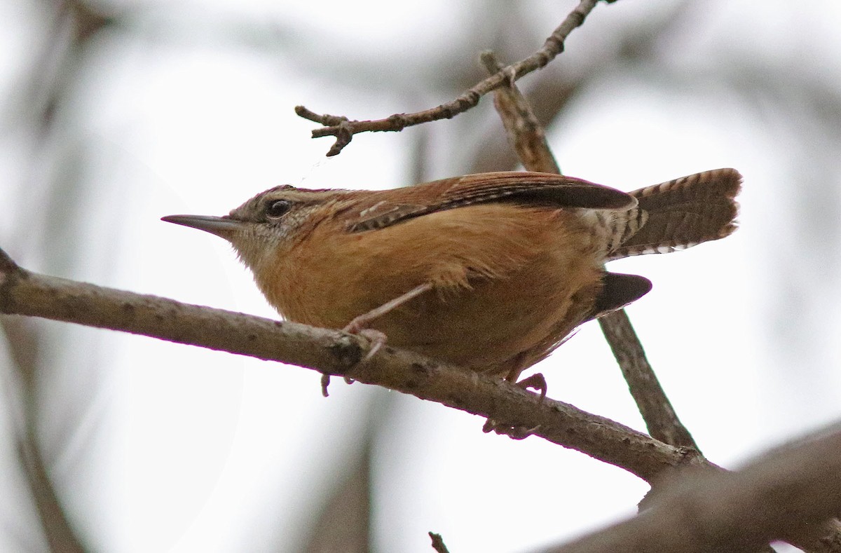Carolina Wren - ML644380105