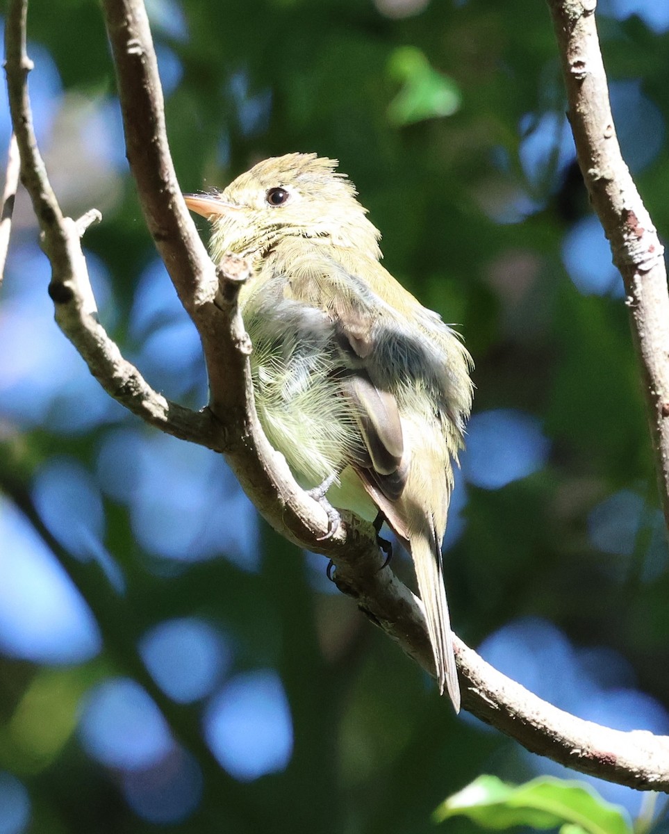 Batı Amerika Sinekkapanı - ML644380106