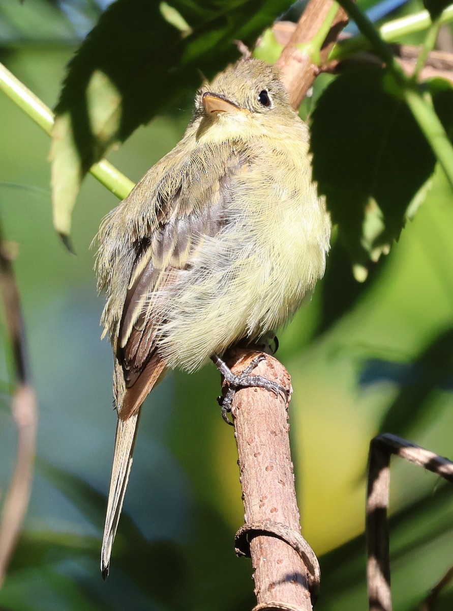 Batı Amerika Sinekkapanı - ML644380107