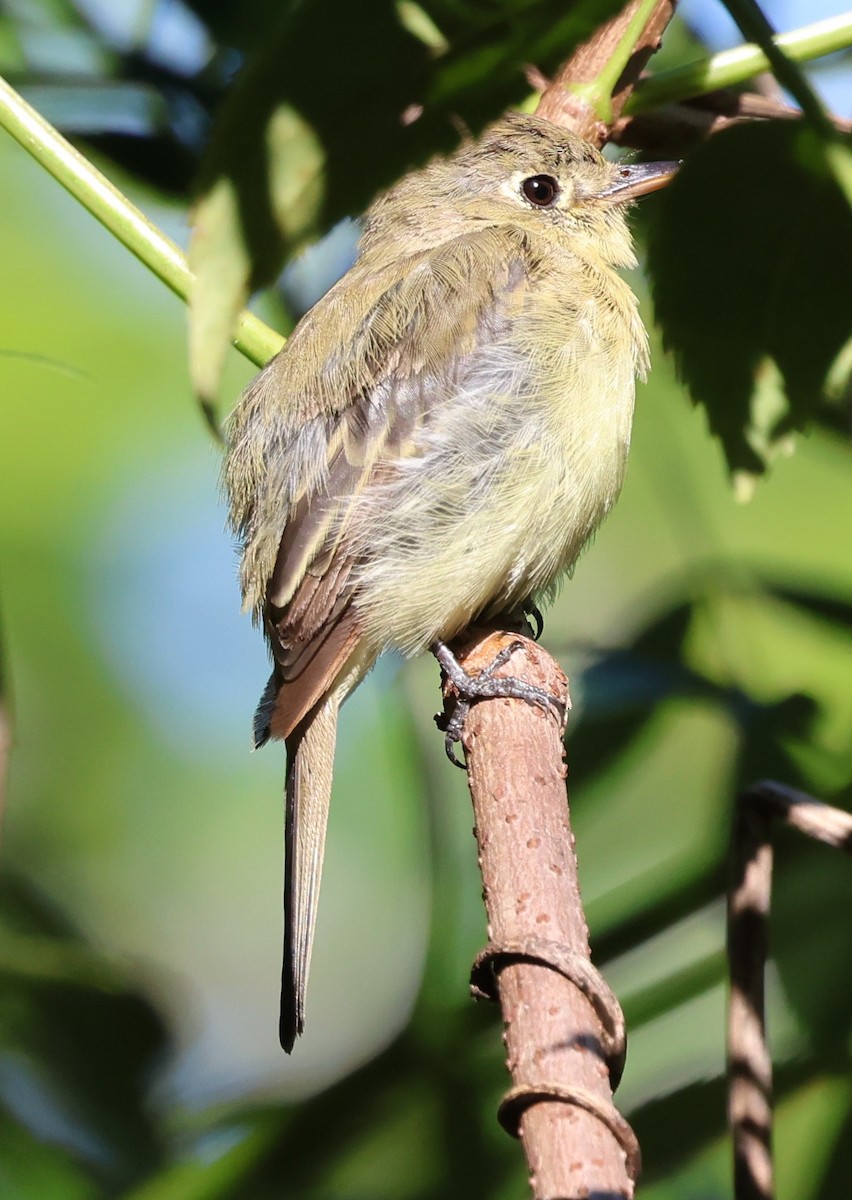 Batı Amerika Sinekkapanı - ML644380108