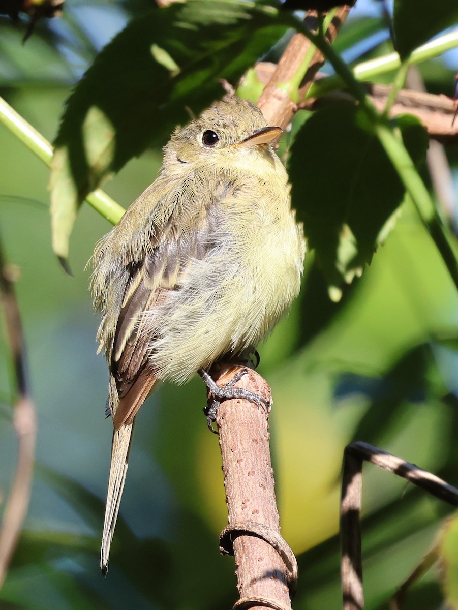 Batı Amerika Sinekkapanı - ML644380109