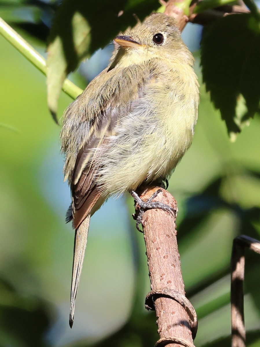 Batı Amerika Sinekkapanı - ML644380111