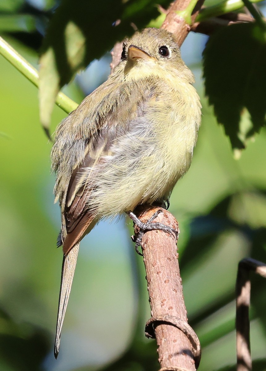 Batı Amerika Sinekkapanı - ML644380112