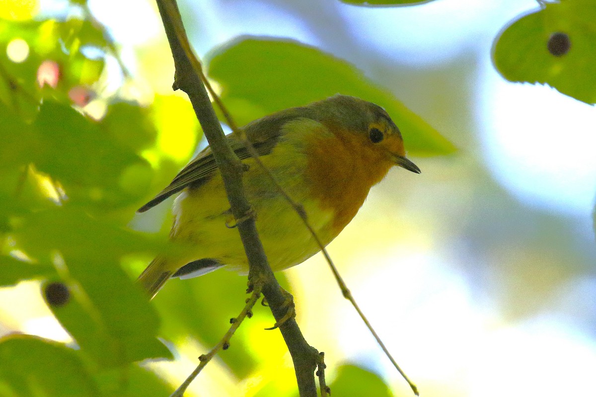 rødstrupe - ML644380113