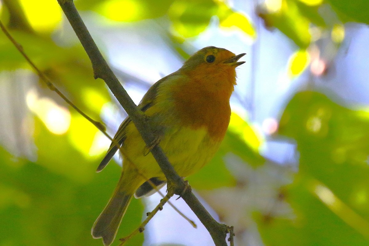 rødstrupe - ML644380114