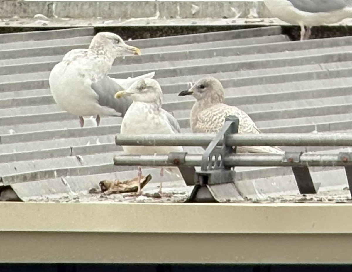 Goéland arctique (kumlieni) - ML644380115