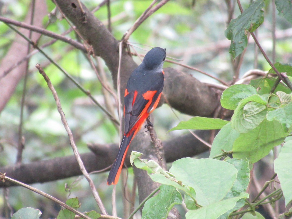 Личинкоїд сірощокий - ML644380120