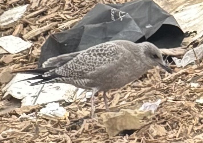 American Herring Gull - ML644380135